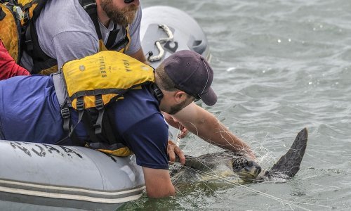 Europski 'zeleni Oscari': Građani nagradili spašavanje kornjača