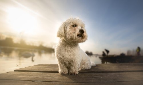 Kad je vrijeme za novog psa nakon što prethodni ugine?