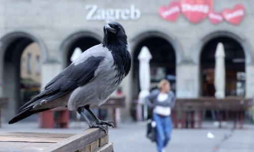Nekoliko žena zadobilo teške ozljede zbog napada vrana, oglasio se i Grad Zagreb: Ptice se zalijeću u iznimnoj situaciji