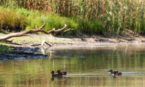 Svjetski dan zaštite okoliša, 5. lipnja, posvećen obnovi ekosustava