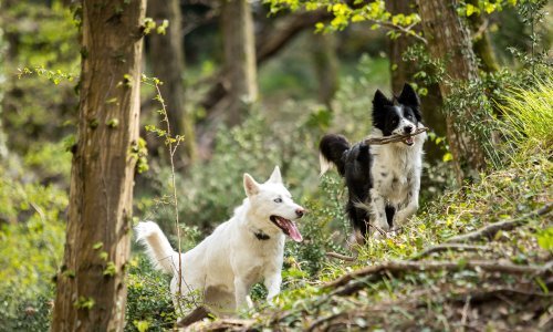 Rusija pregovara o izvozu cjepiva protiv korone za životinje