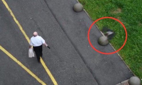 [VIDEO] Još jedan napad vrana u Zagrebu, ovaj put nastradao je muškarac na Trešnjevci; iz Grada objavili upute što učiniti u takvim slučajevima