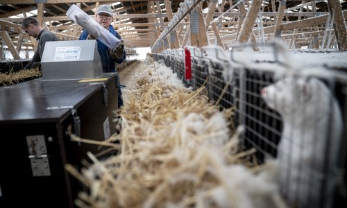 Aktivisti: Na preko 400 europskih farmi nerčeva pojavio se Covid-19