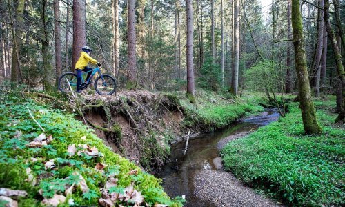 Epidemija mišje groznice u Sloveniji, oboljeli brkaju simptome s Covidom-19