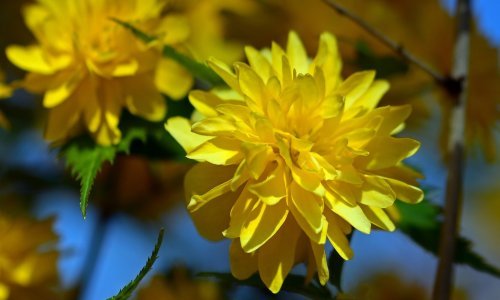 Sadite ih s oprezom: Prekrasne vrtne biljke za koje možda niste ni znali da su invazivne