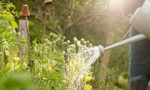 Uzgoj povrća u vrtu za vrijeme ljetnih vrućina: Najbolji savjeti koji će spasiti povrtnjak za vrijeme suše