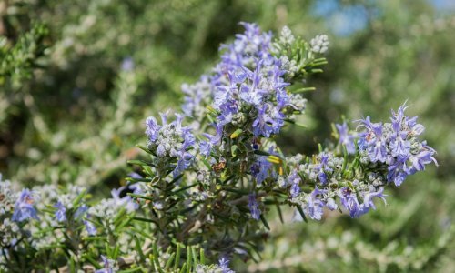 Ova mediteranska biljka osvaja mirisom i brojnim blagodatima: Evo što morate znati o njezinoj sadnji u vrtu