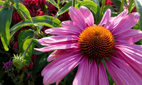 Teško da postoji jednostavnija biljka za uzgoj od ove mirisne ljepotice: Osim što će vrt ukrasiti divnim cvjetovima, ehinacea je i ljekovita