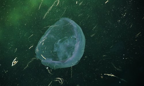 Kupači oprez, ronioci kod Istre u Jadranu uočili meduzu koja nanosi bol i ozljede