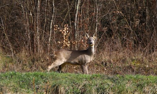 Muškarac u Istri motociklom naletio na srnu, pao i teško se ozlijedio