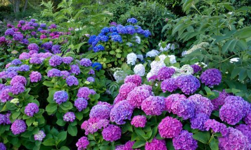 Kako spriječiti da cvjetovi hortenzije blijede i gube boju