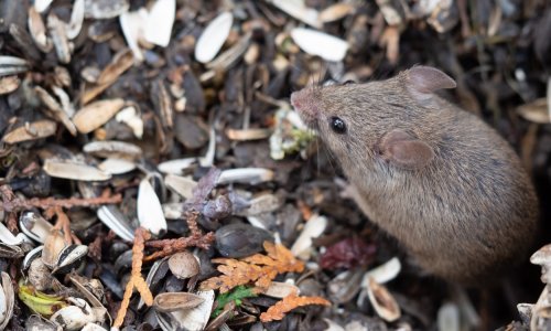 Stručnjak o mišjoj groznici u Hrvatskoj: 'Povećan je broj oboljelih. To je bolest koja može biti teška'