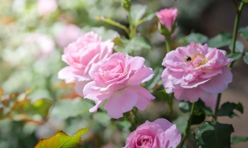 Kraljica cvijeća često je na meti upornih nametnika: Zaštitite ruže prirodnim sredstvima kako bi zablistale u punom cvatu