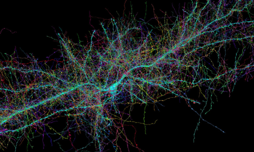 Nevjerojatno složeno: Pogledajte fascinantnu trodimenzionalnu mapu komadića ljudskog mozga
