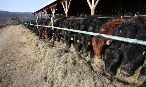 Proizvođačima mesa, jaja i mlijeka stiže 130 milijun kuna više
