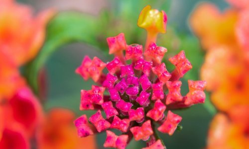 Lijepe i otporne: Ovo su idealne vrtne biljke koje odlično podnose paklene vrućine i sušu