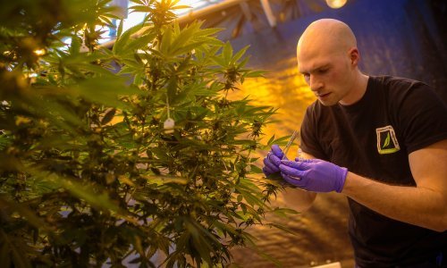 Još jedna američka savezna država legalizirala rekreacijsku marihuanu