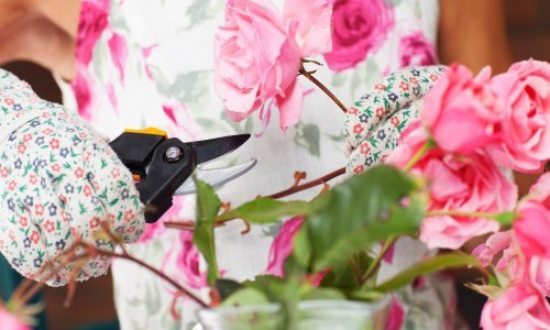 Imate škare i grm ruža, no što sad? Osnovna pravila orezivanja  i njege osigurat će predivne i raskošne cvjetove tijekom cijele sezone