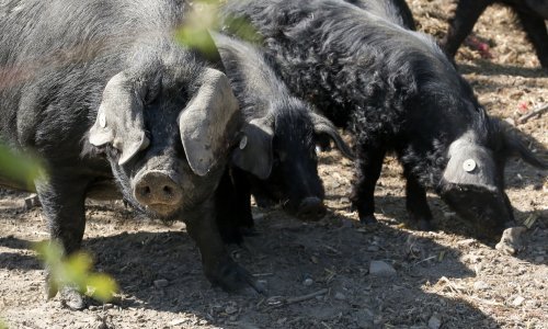 Afrička svinjska kuga se nije probila u Hrvatsku; na teret proračuna utrošeno 27 milijuna kuna