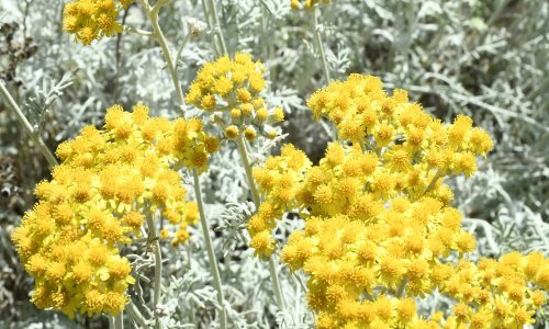 Što morate znati o uzgoju ovog mediteranskog bilja raskošnih cvjetova i prepoznatljivog mirisa