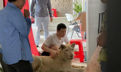 Kambodžanske vlasti zaplijenile lava s TikToka
