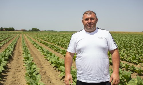 Nova udruga Tabacum želi povećati proizvodnju duhana u Podravini i Slavoniji