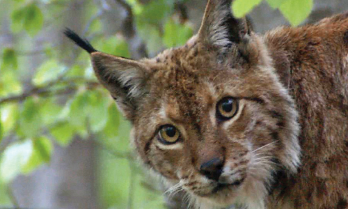 WWF & HIGHLANDER - hvalevrijedno partnerstvo u predanoj službi očuvanja našeg drugog doma