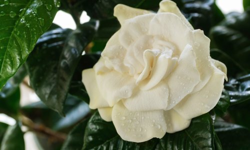 Cvijet najslađeg mirisa na svijetu: Predivna gardenija poprilično je zahtjevna, no kada procvjeta zaboravit ćete na uloženi trud