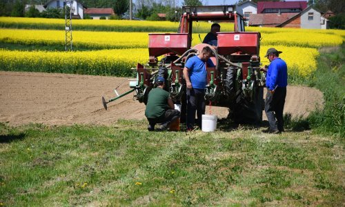 Površine pod pšenicom, šećernom repom i krumpirom iste kao lani, više zasijanog kukuruza