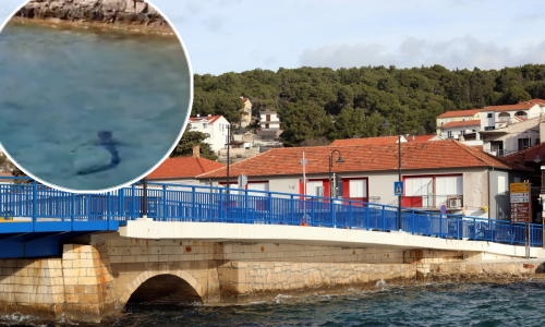 Na Murteru snimili morskog psa kako pliva uz samu obalu: 'Izgleda da se nikog ne boji, a ne da mu se ni jesti'