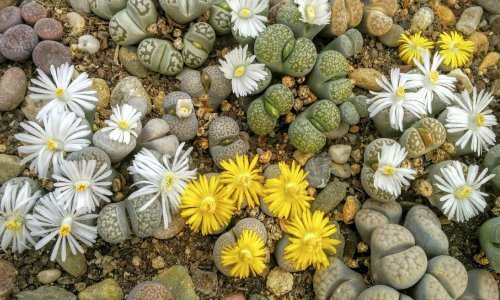 Osvajaju izgledom: Žive stijene su najslađi sukulenti koje ste ikad vidjeli