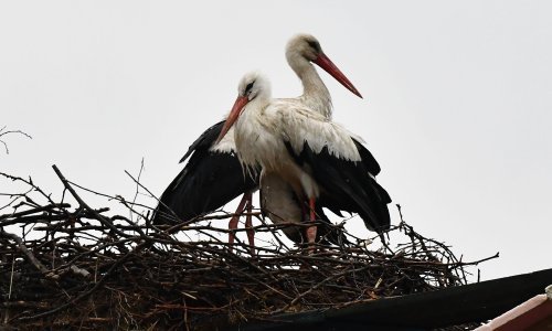 [VIDEO] Uginula je roda Malena, shrvan vlasnik koji se brinuo o njoj: To je velik udarac za Klepetana