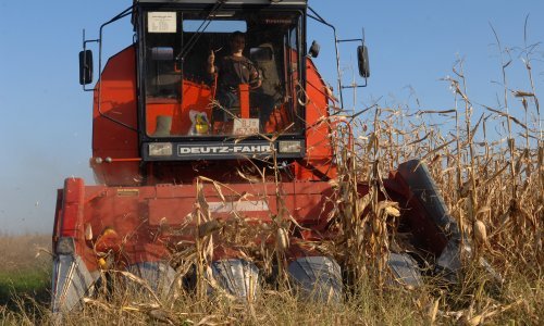 Očajnim ratarima sunce spržilo kukuruz, cijene žitarica lete u nebo, na koljenima i stočari: 'Ozbiljno razmišljam o tome da farmu svinja svedem na biološki minimum'