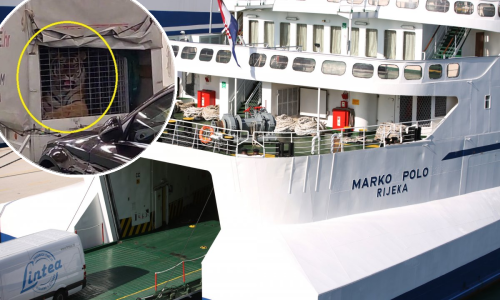 WWF: Slučaj tigra na hrvatskom trajektu znak je potrebe za ozbiljnim promjenama