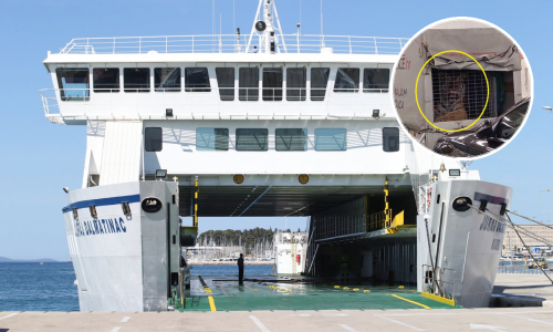 [VIDEO] Tigar se u jednom danu dva puta vozio trajektom i nikom nije bilo ništa čudno. Slučaj je preuzeo Državni inspektorat