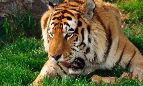 Tigar na Jadrolinijinom trajektu; Simba nastavlja život u najboljim mogućim uvjetima