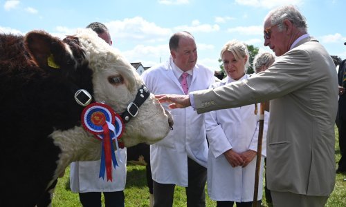 [VIDEO] Događa se i eliti: Princ Charles na stočnom sajmu napravio krivi korak, pogledajte u što je ugazio