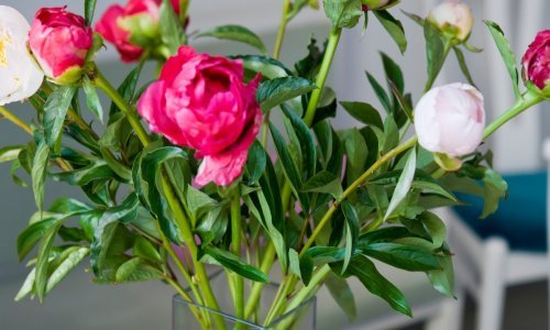 Obožavate sezonsko cvijeće u vazi, no ne volite to što vrlo brzo počne venuti? Uz ove savjete danima će izgledati svježe i živahno