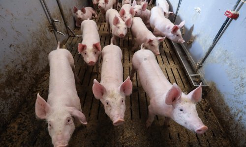Njemačka zabilježila prve slučajeve afričke svinjske kuge u uzgoju; izvoz svinjetine se nastavlja