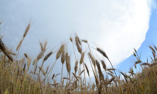 Načelnica Lovasa Tanja Cirba zatražit će proglašenje stanja elementarne nepogode