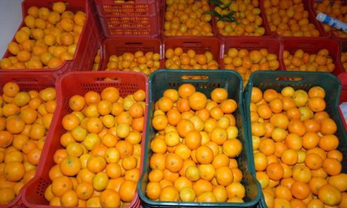 Istrulile mandarine i sto milijuna kuna