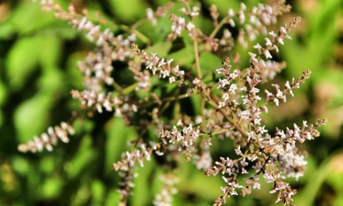 Ova raskošna biljka koja krije zanimljivu priču svakom će vrtu dati poseban šarm