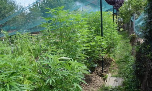 Kod Velike Gorice policija otkrila 'laboratorij' za uzgoj marihuane, muškarac završio u pritvoru