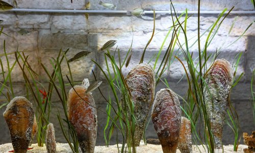 Jeste li ih vidjeli? Lokacije živih plemenitih periski dojavite Ministarstvu gospodarstva i održivog razvoja