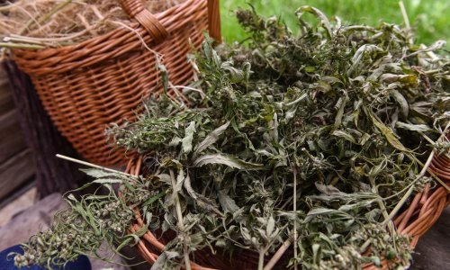 Kolumbija ukinula zabranu izvoza sušenog cvijeta kanabisa