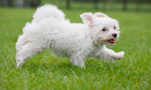 Povećana potražnja potaknula nestašicu hrane za kućne ljubimce