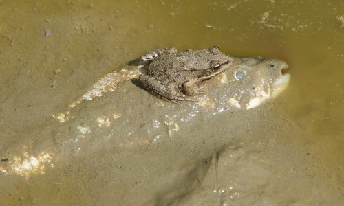 Stotine kilograma ribe pluta rijekom Karašicom. Posao je odradila krimpolicija, čekaju su rezultati s Veterinarskog fakulteta. Ribolovci su uvjereni da zijev nije uzrok