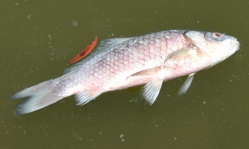 Uginule tone ribe: 35 kilometara rijeke Karašice je mrtva rijeka