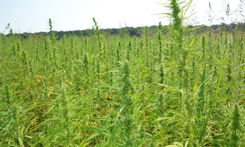 Policija u Grudama nedaleko granice s Hrvatskom pronašla plantažu marihuane