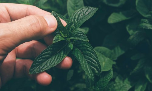 Slab urod mente zbog suše: Ove je godine bilo više sunca nego oborina, to će utjecati i na cijenu